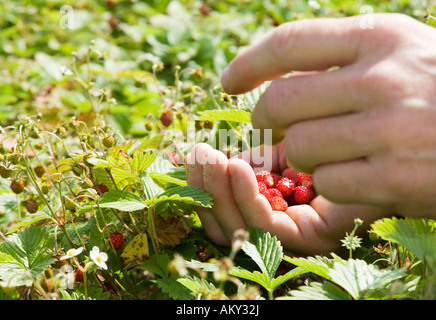 Wilde Erdbeeren für die Herstellung von Heilmitteln bei der Firma Weleda Ernte Stockfoto