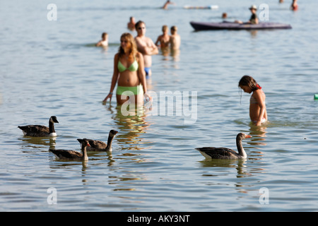 Gänse (Graugans Gans Anser Anser und Kanadagans Branta Canadensis) im Starnberger See, Deutschland Stockfoto