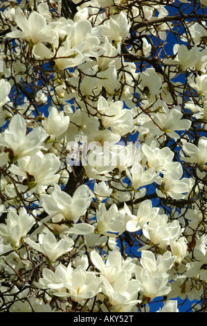 Blühende Yulan-Magnolie, Magnolia denudata Stockfoto