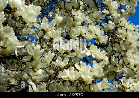 Blühende Yulan-Magnolie, Magnolia denudata Stockfoto