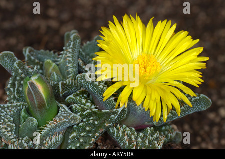 Blühende Tiger Kiefer, Faucaria tigrina Stockfoto