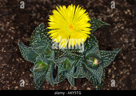 Blühende Tiger Kiefer, Faucaria tigrina Stockfoto