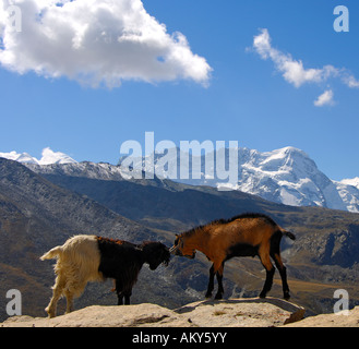 Kämpfende Ziegen vor Gipfel Breithorn, Zermatt, Wallis, Schweiz Stockfoto
