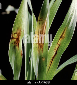 NET Fleck Pyrenophora Teres auf Sämling Gerste Pflanzen eine wichtige Erkrankung der jungen Pflanzen verursacht Net wie nekrotische Läsion Stockfoto