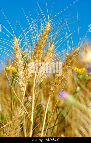 Gemeinsamen Roggen Ohren, Secale Cereale, Provence, Frankreich Stockfoto