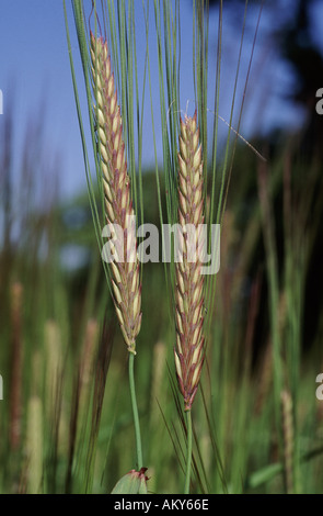 Nahaufnahme von Gerste Ohren in Blüte vor blauem Himmel Hordeum vulgare Stockfoto