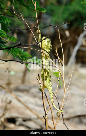 Klappe-Hals Chamäleon, Chamaeleo Dilepsis, Klettern in den Zweigen einer afrikanischen Akazie, Botswana Stockfoto