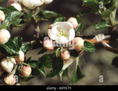 König Blume öffnen auf Apfelblüte auf dem Zweig im Frühling Stockfoto