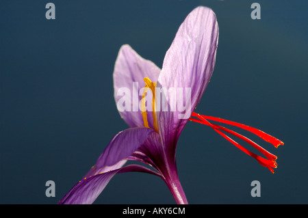 Herbstzeitlose, Safran Blume, Crocus Sativus, Munder, Wallis, Schweiz Stockfoto