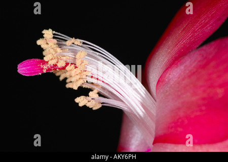 Detail der Blüte der Weihnachtskaktus Schlumbergera truncata Stockfoto