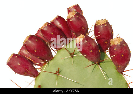 Blatt eine Opuntia Kaktus mit reifen Früchten Stockfoto