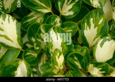 Griselinia Littoralis Variegata Nahaufnahme der Blätter Stockfoto
