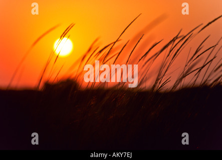 Grashalme im Sonnenuntergang, Kreta, Griechenland Stockfoto