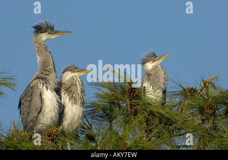 Junge Graureiher (Ardea Cinerea) Stockfoto