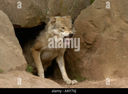 Europäische Wollf (Canis Lupus) Stockfoto