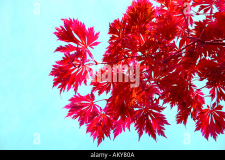 Rot Acer verlässt gegen blauen Himmel digital verändert Stockfoto