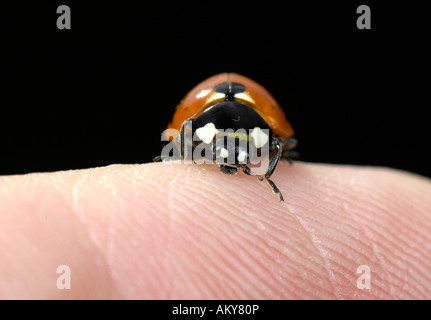 Europäischen 7-Punkt Marienkäfer (Coccinella Septempunctata) auf menschliche finger Stockfoto