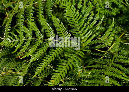 Bracken, wächst in den Peak District Goyt Tal in der Nähe von Buxton, Derbyshire. Stockfoto