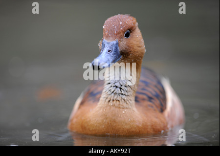 Fulvous Pfeifen Ente (Dendrocygna bicolor) Stockfoto