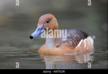 Fulvous Pfeifen Ente (Dendrocygna bicolor) Stockfoto