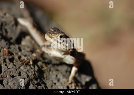 Weibliche rote Leitung Rock Agama, Tsavo-Nationalpark, Kenia Stockfoto