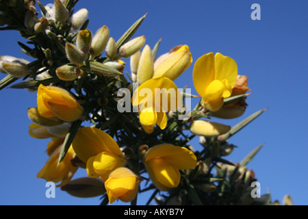 leuchtend gelbe Ginster Blumen gegen blauen Himmel Stockfoto