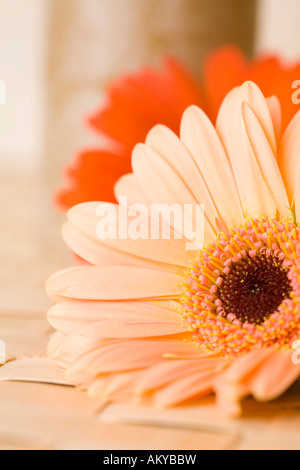 Zwei Blumen auf einem Tisch Stockfoto