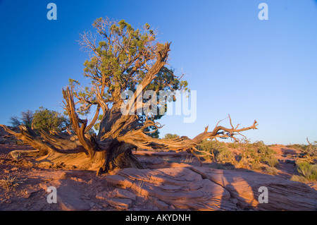 Alte, genoppten Utah-Wacholder (Juniperus Osteosperma), auf einem Sandsteinplateau, Canyonlands National Park, Utah, USA Stockfoto