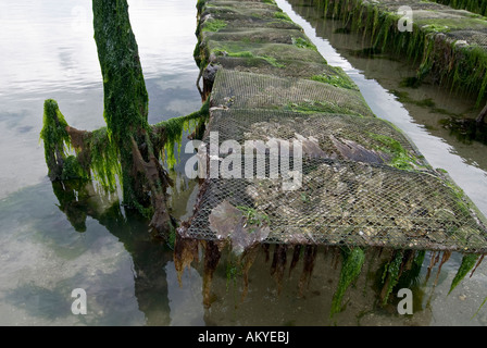 Austernbänke in der Bucht von Morlaix, Morlaix, Bretagne, Frankreich Stockfoto