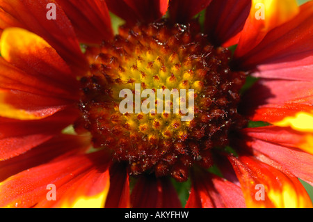 Decke Blume Gaillardia Grandiflora Stockfoto