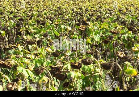 Sonnenblume (Helianthus Annuus) Feld im Herbst Stockfoto