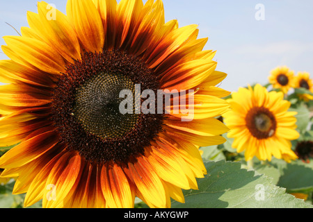 Sonnenblumen (Helianthus Annuus) Stockfoto