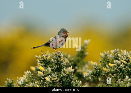 DARTFORD WARBLER Sylvia Undata SINGING ON Ginster DORSET UK APRIL Stockfoto