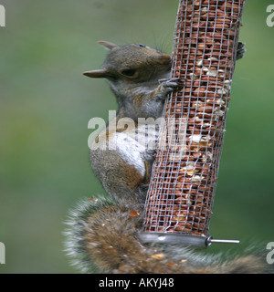 Graue Eichhörnchen Sciurus Carolinensis überfallen eine Erdnuss Feeder löschte für die Vögel Stockfoto