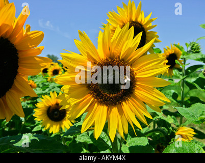 Biene auf Sonnenblume (Helianthus Annuus) Stockfoto