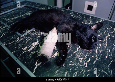 Katze mit Xray Stockfoto