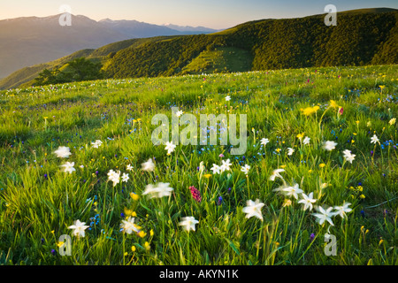 Alpine Frühlingsblumen in den Forca Canapine, Nationalpark Monti Sibillini, Umbrien, Italien Stockfoto