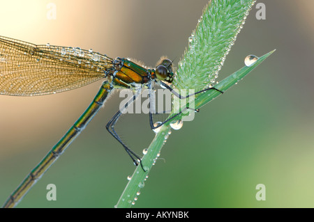 Gebänderten Prachtlibelle (Calopteryx Splendens) im Morgentau Stockfoto