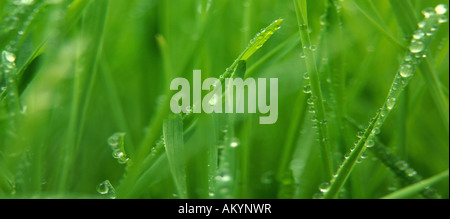 Regen-nassen Grashalme Stockfoto