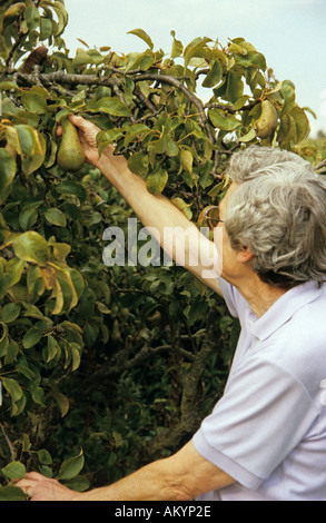 ältere Frau Kommissionierung Birnen Stockfoto