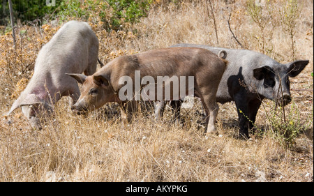 Drei Schweine in das Bergland in der Nähe von Orosei, Provinz Nuoro, Sardinien, Italien Stockfoto