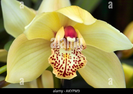 Cymbidium Orchidee Stockfoto