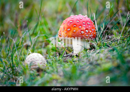 Fliegen Sie Amanita Pilze (Amanita Muscaria) Stockfoto