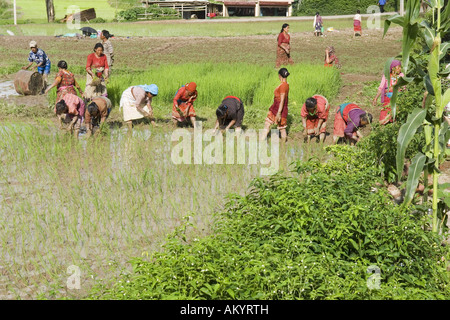 Reisernte im Tal von Kathmandu, Nepal Stockfoto