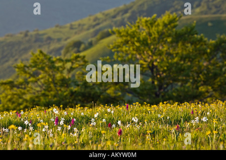 Alpine Frühlingsblumen in den Forca Canapine, Nationalpark Monti Sibillini, Umbrien, Italien Stockfoto