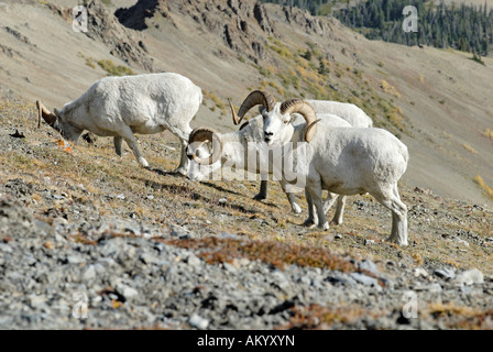 Dall Shep, lat. Ovis Dalli, Sheep Mountain, Kluane National Park, Yukon Territorium, Kanada Stockfoto