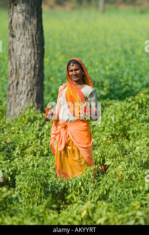 Eine Rajasthani Bauer Frau hält frisch geerntete Chilischoten in ihren Bereichen außerhalb Nimaj, Rajasthan, Indien. Stockfoto