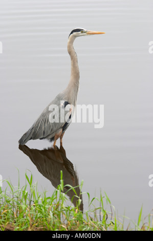 Graureiher Ardea cinerea Stockfoto