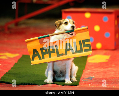 Hund will Applaus im Zirkus Stockfoto