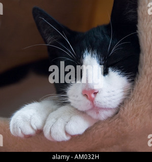 Niedliche Bild von inländischen kurzhaarige Kätzchen, schwarz / weiß schlafen Felix Felis catus Stockfoto